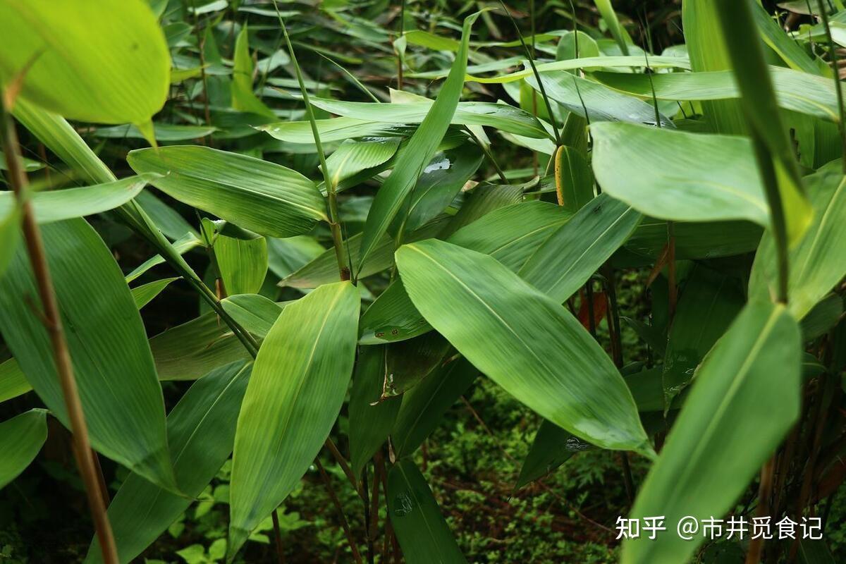 端午节包粽子，用干粽叶还是湿粽叶？牢记5不买，避开劣质粽叶 - 知乎