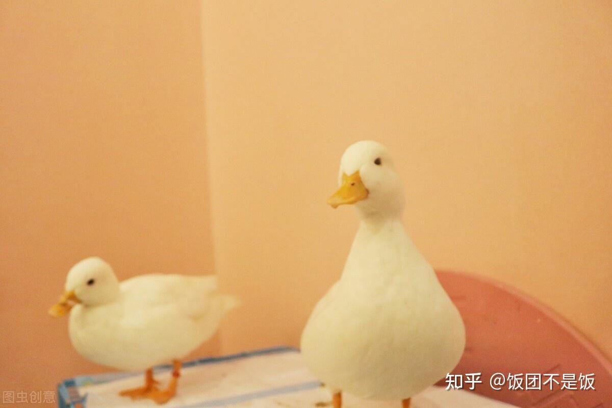 一只鸭子15万新晋网红宠物柯尔鸭到底有多火