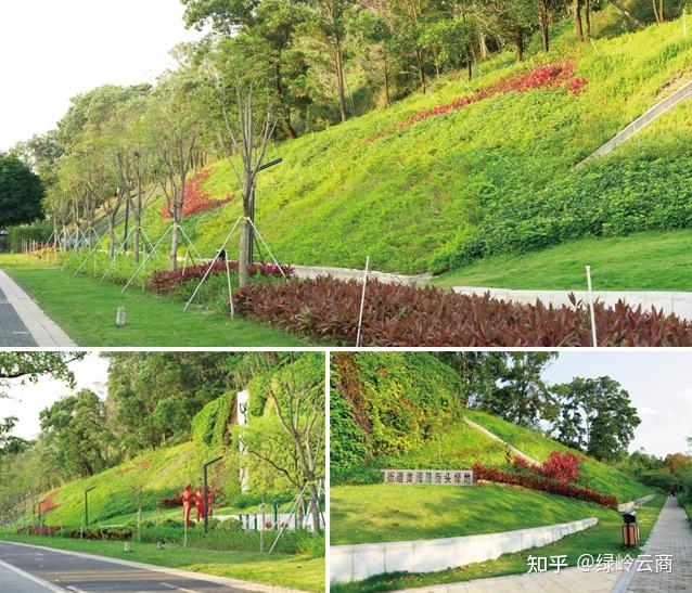 草,灌木,花混播边坡绿化植草技术方案