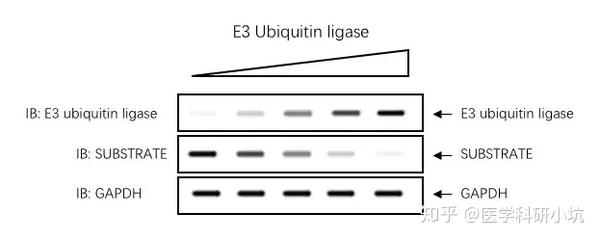 24-48小时后收细胞并裂解,用对应的抗体ib检测e3泛素连接酶,底物蛋白