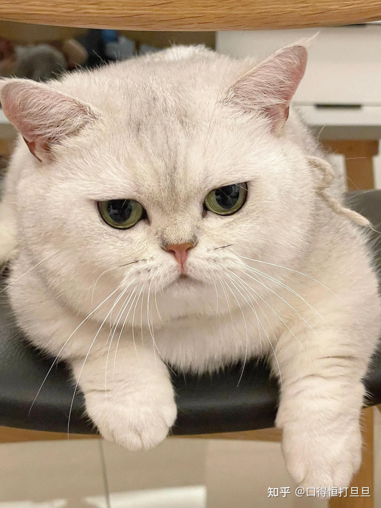 【养猫交流群】让养猫成为愉快的经历,遇见志同道合的你们! - 知乎