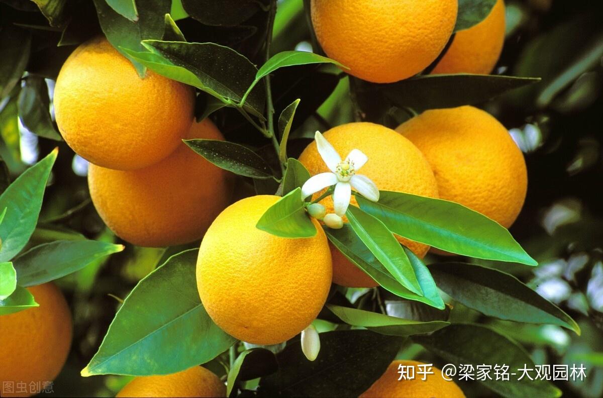 你了解园林中的柑橘吗? - 知乎