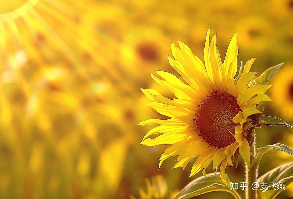 让花成花，让树成树！每个孩子都是独一无二的。 - 知乎