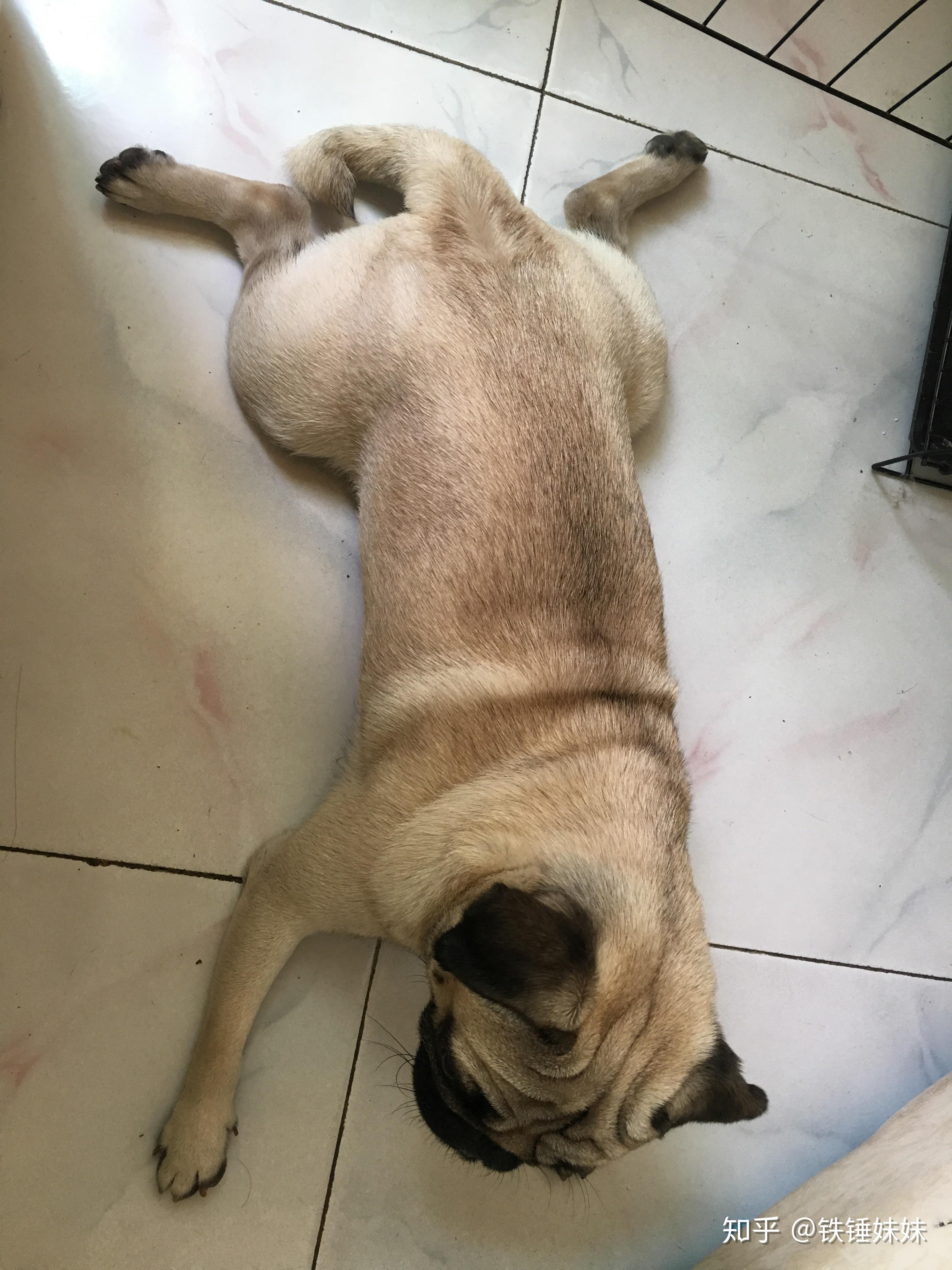 请问所有的狗都喜欢或者可以这样躺平吗?