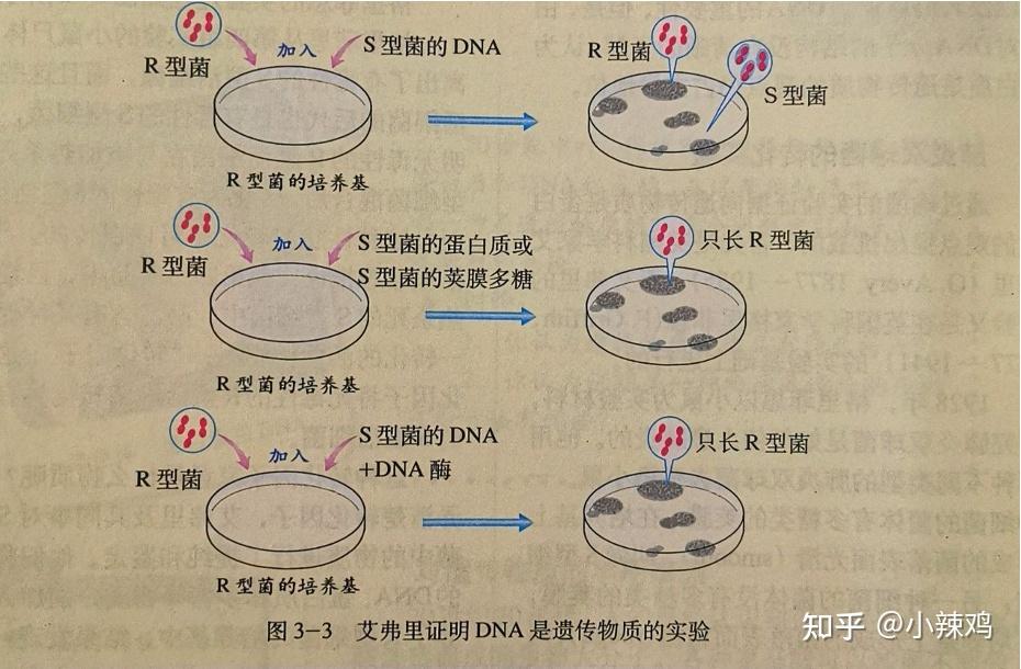 艾弗里使用肺炎链球菌进行实验证明dna是遗传物质