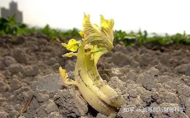 生物胁迫:影响因素、作用机理与对作物的影响 - 知乎