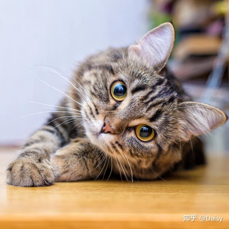 中华田园猫丨狸花猫- 知乎