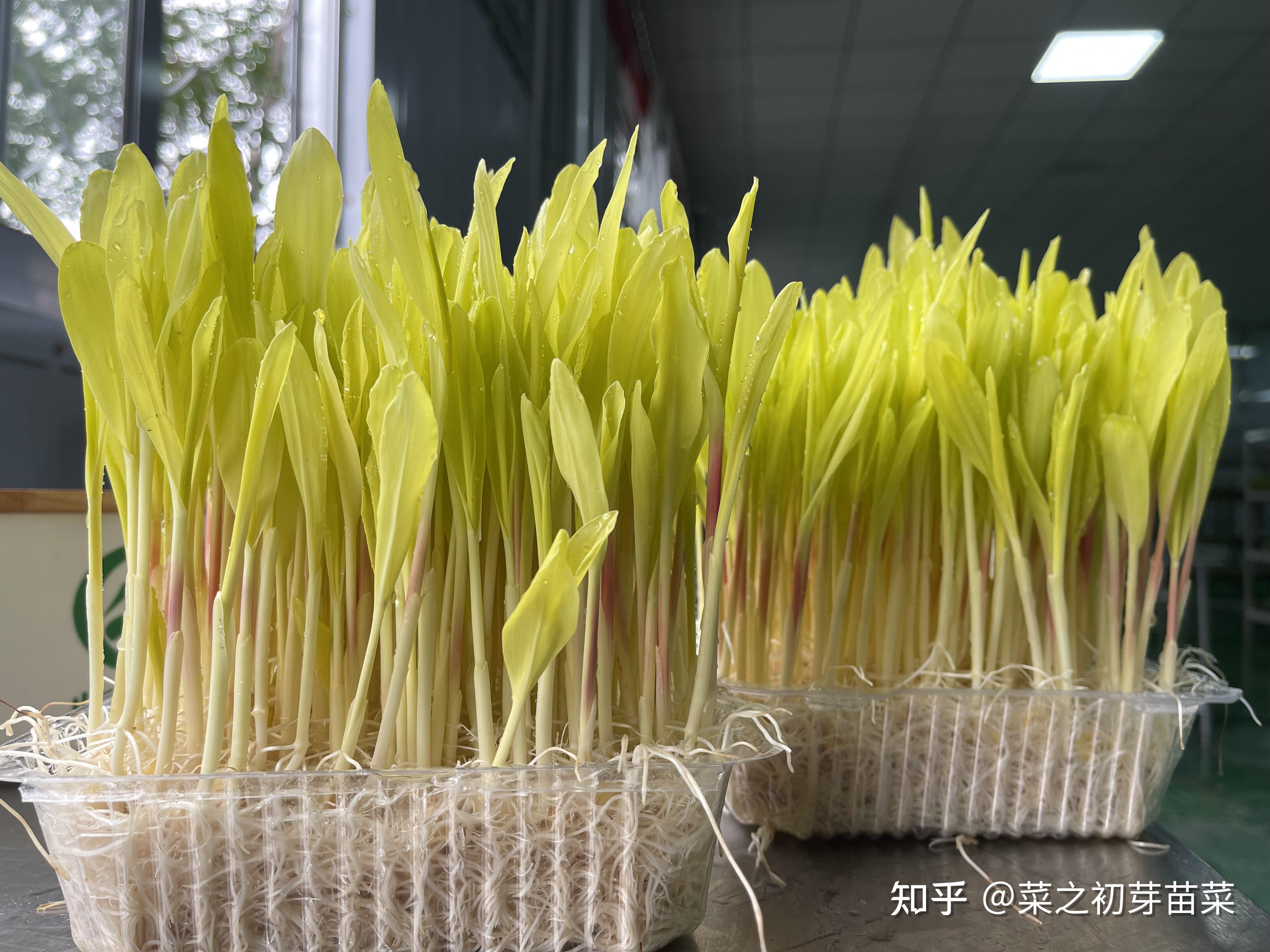 菜之初之孕妇可以吃芽苗菜吗