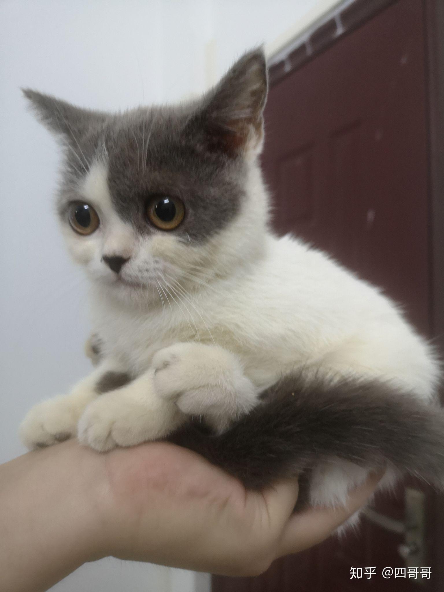 蓝白英短小猫到家,很瘦,据说已经有5个月了,但是我看它像两个多月的