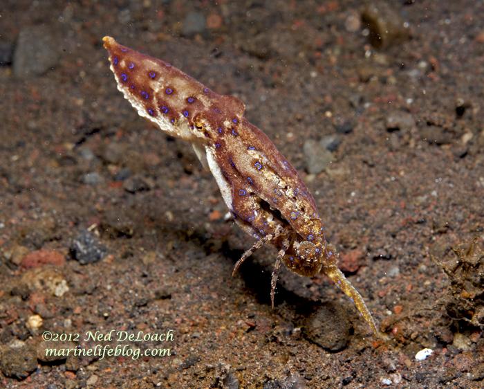 无论乌贼还是章鱼,对付这种体型的螃蟹都是游刃有余.图片来源见水印.