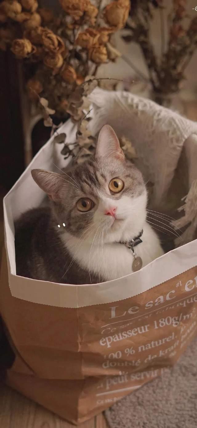 一组超好看的猫咪壁纸