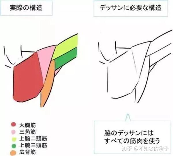 腋下与手肘应该这样画 人体结构绘画有技巧 知乎