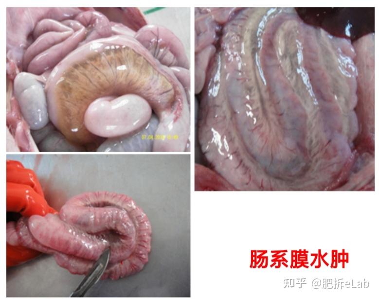 美国马里兰大学的医生团队5日表示全球首例移植猪心脏者死因或与猪