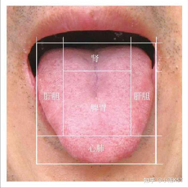 舌腹和舌背位置图图片