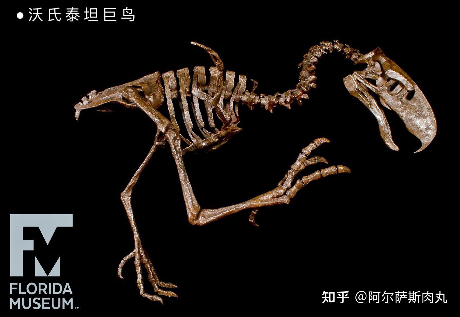 prehistoricpark丨史前公园1巨鸟奔腾骇鸟兴衰简史