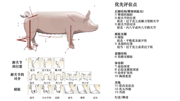 后备母猪的理想特征