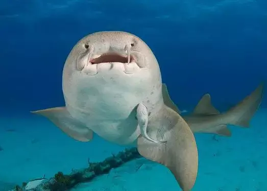 绣色绞口鲨(又称护士鲨)胎生的鲨鱼就像哺乳动物一样,幼崽在鲨鱼妈妈