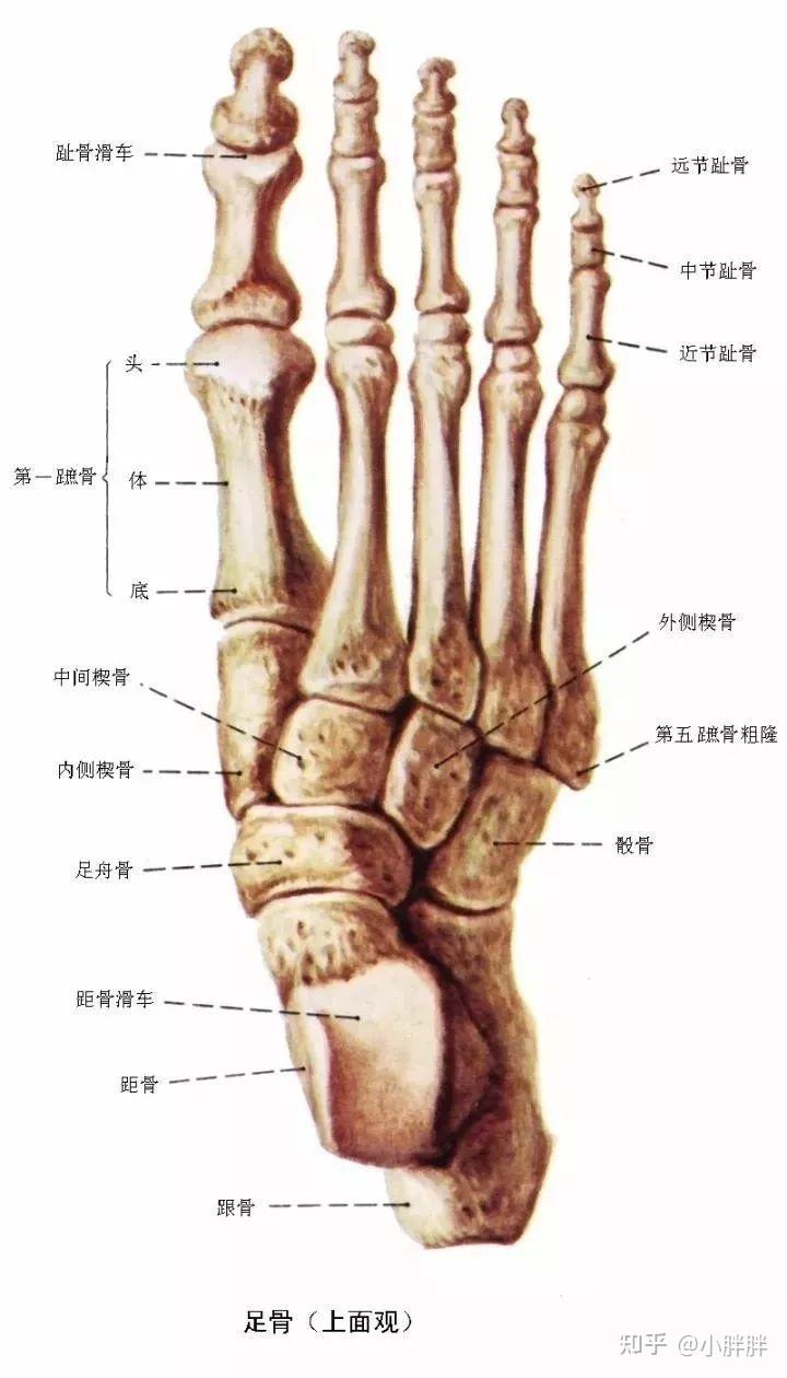 右距骨在什么位置图片图片