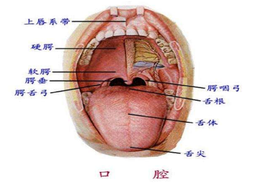 (1)嘴巴咧开,让口型到位,舌尖伸出来,感受硬腭位置,然后把舌面前部