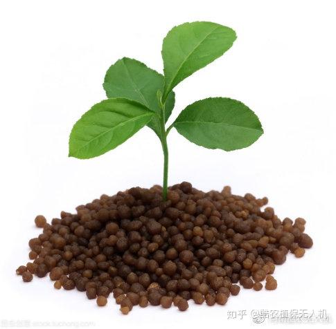 磷对植物的重要性有哪些?磷肥有什么功能?该怎样用? - 知乎