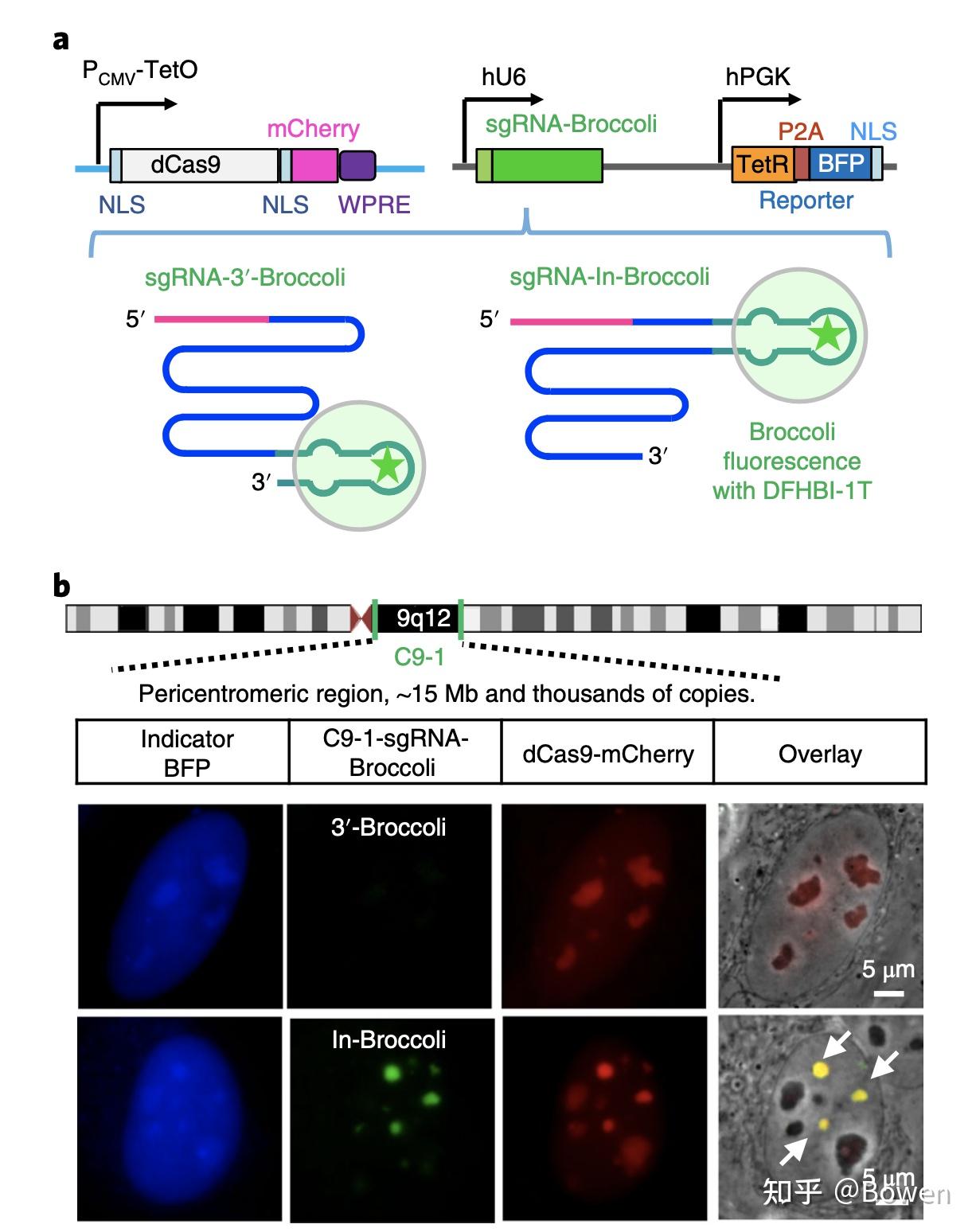 crispr-dcas9-dna