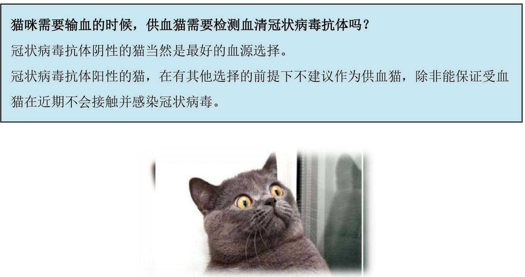 猫身上的螨虫,猫身上的虫子,猫螨虫(第5页)_大山谷图库