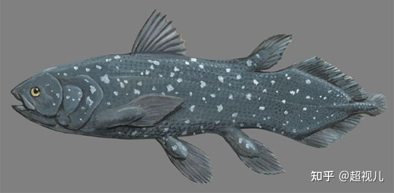 泥盆纪生如夏花逝若秋叶