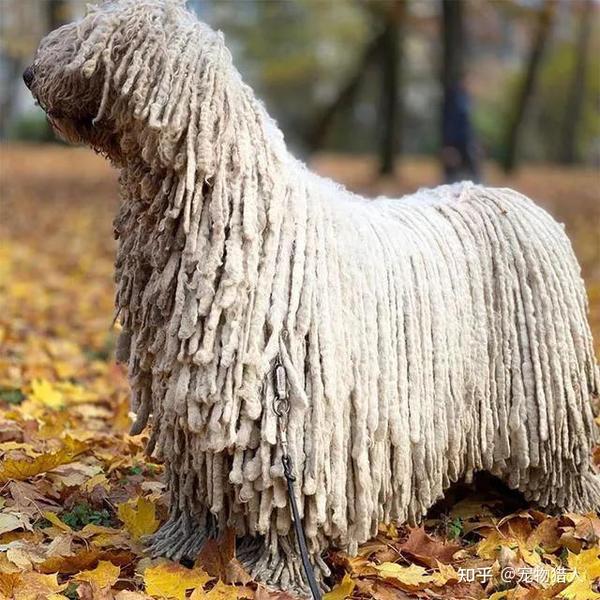 各国猛犬大全 建议收藏 知乎