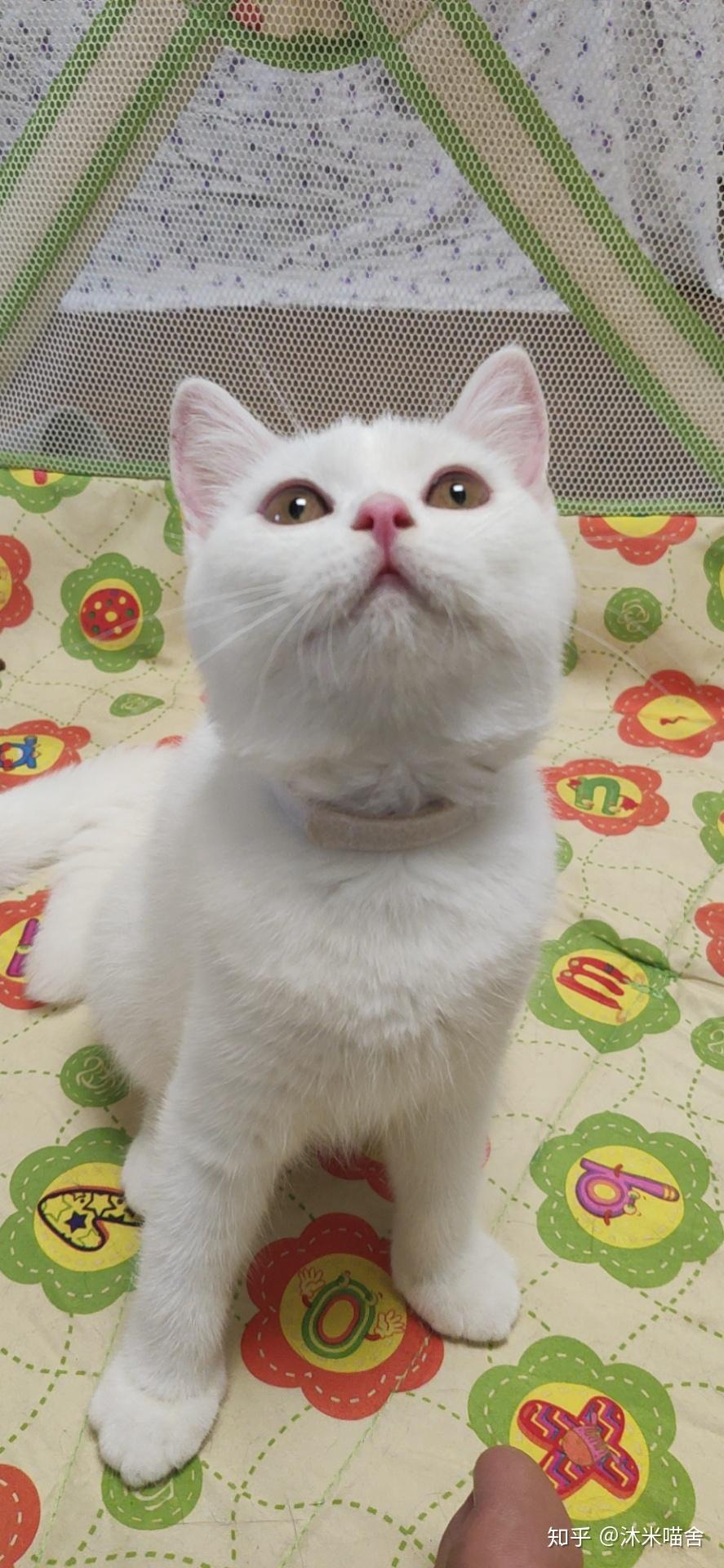 163-英短-纯白-母-五粉-白色脖圈-眼睛橙色-头有灰色毛-长大后会退掉