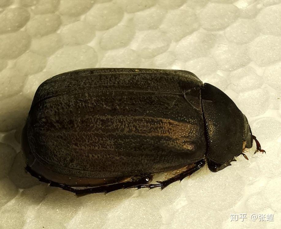 这是啥虫自己回答