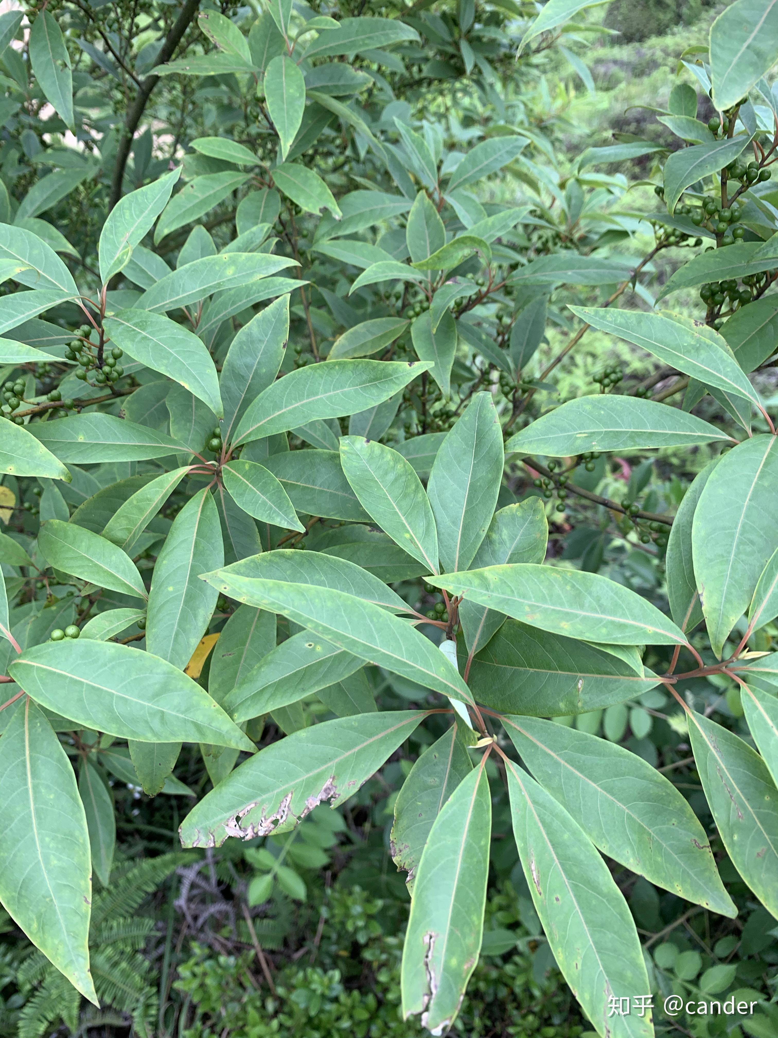 请教是不是木姜子