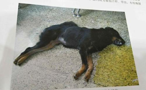 养狗攻略细小犬瘟宠物常见疾病汇总