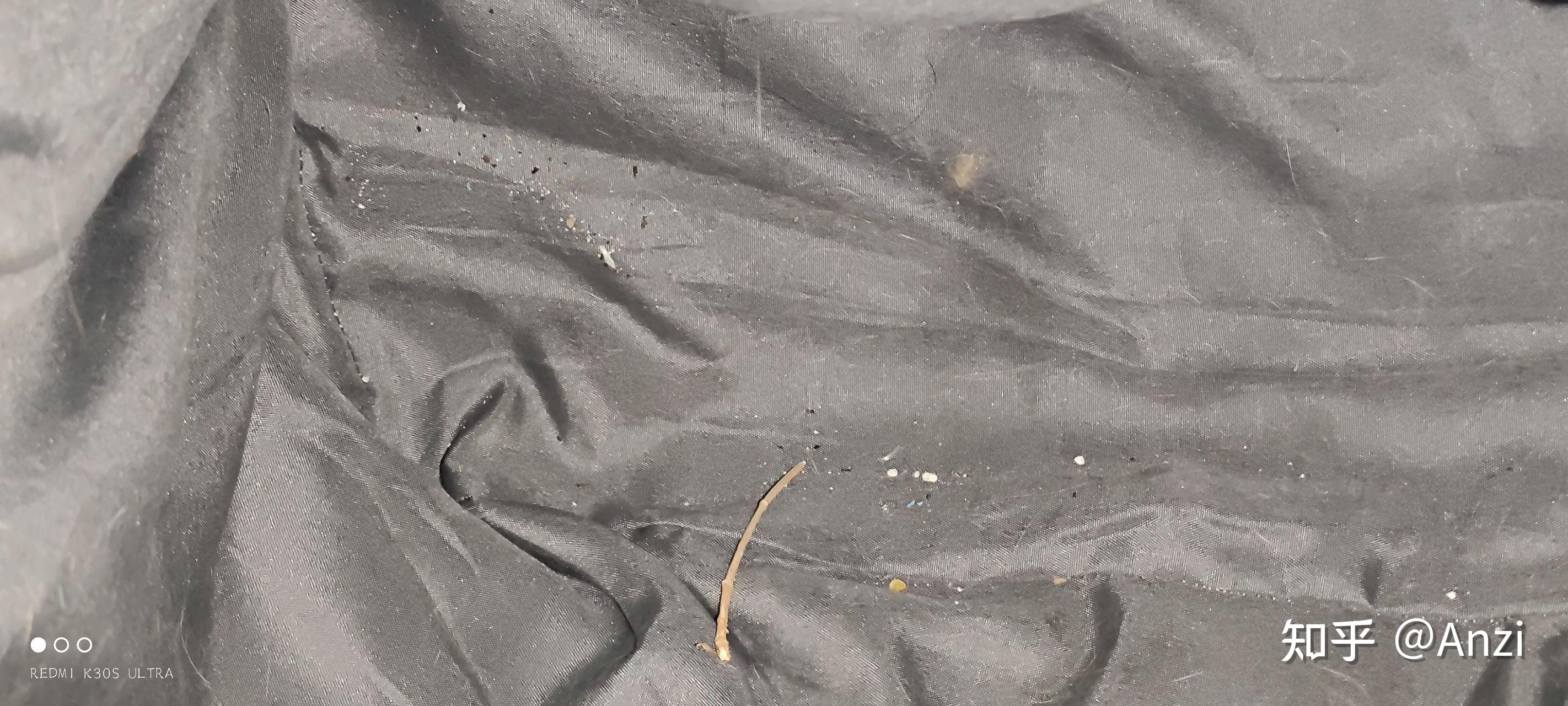 救命求大家解答猫咪身上这个东西是不是虱子或者跳蚤求大神