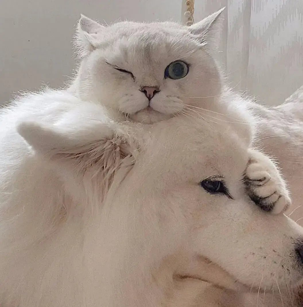 151张超好看的情侣头像-好看情侣的壁纸高清