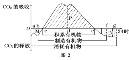 光合作用曲线图常考图片