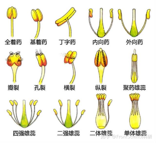 超全植物形态图解,分分钟认识所有植物! - 知乎