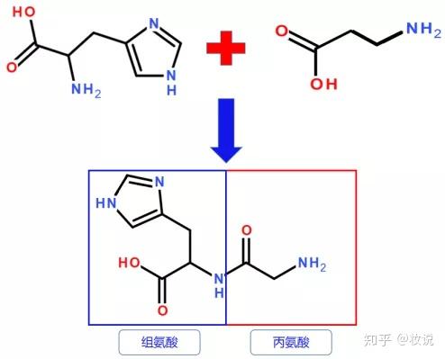 成分党丨肌肽会是抗衰的真命成分吗