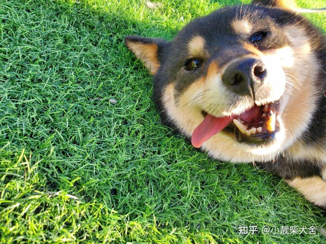 柴犬智商怎么样，柴犬聪明吗？ - 知乎