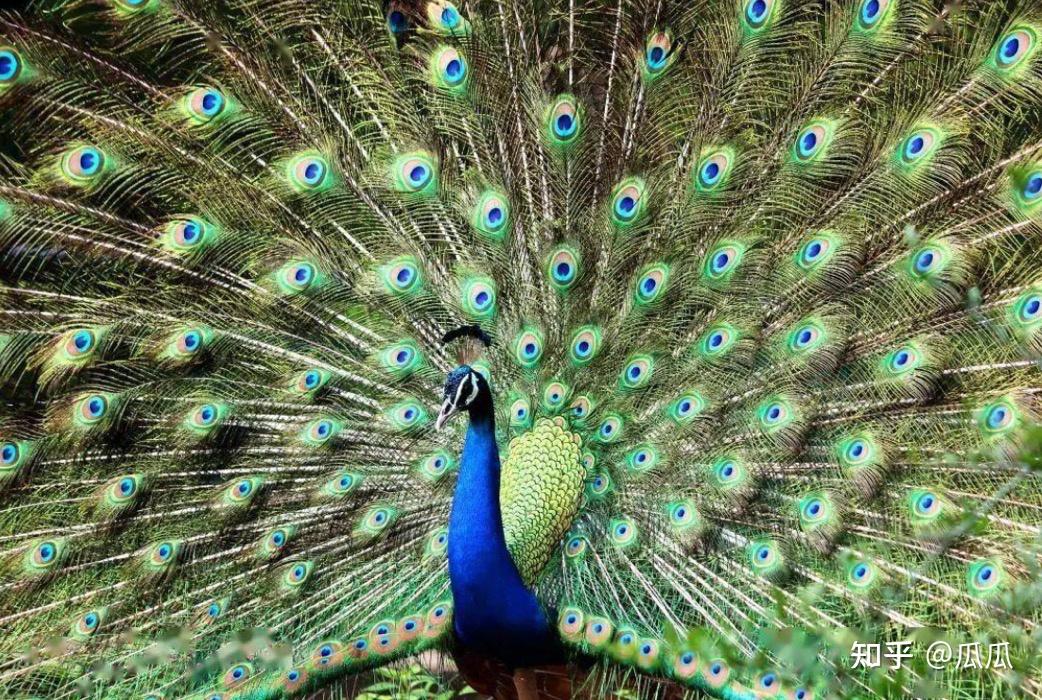 假如没有云南动植物王国将会成为什么样子