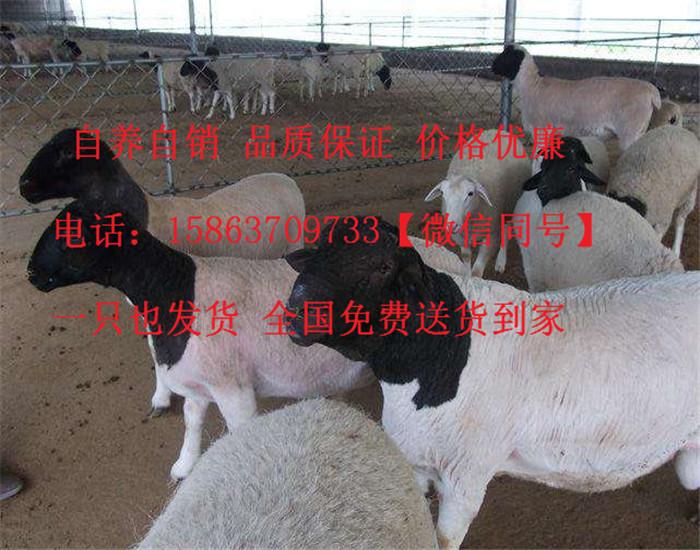波尔山羊孕羊价格养羊场山羊价格多少钱一斤 知乎 波尔山羊孕羊价格养羊场山羊价格多少钱一斤 知乎