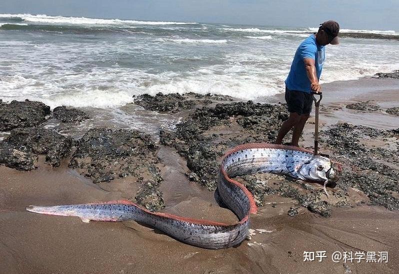 2米长皇带鱼现身台湾浅海