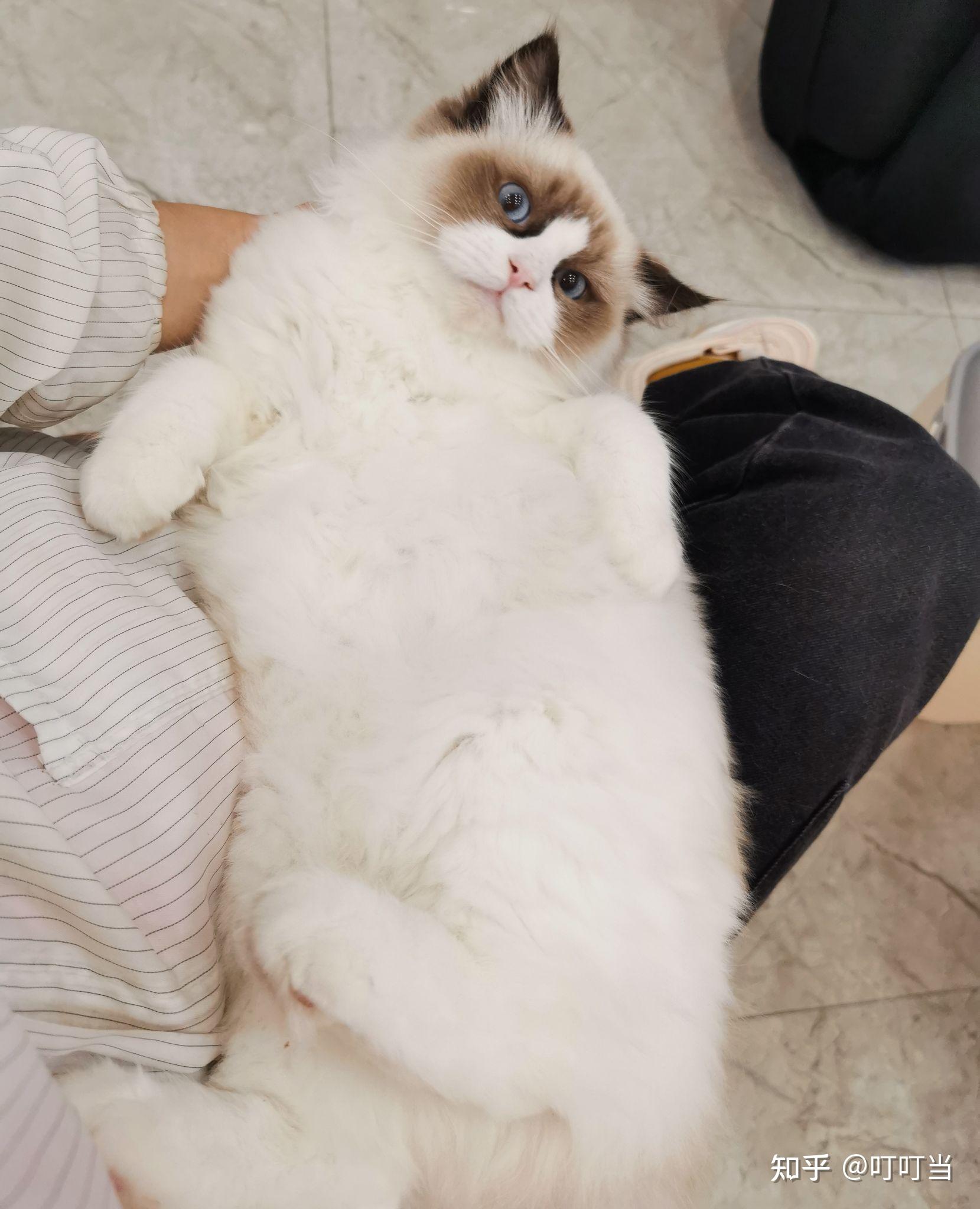 宁波猫舍主营布偶矮脚英短