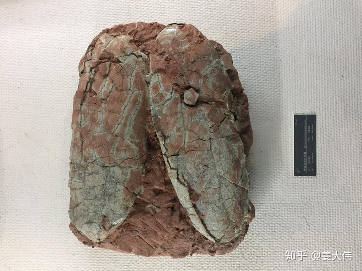 恐龙蛋化石切开后是什么样的? 3 v2 e52c83410f0ac53696b84f315a79f5cd 720w