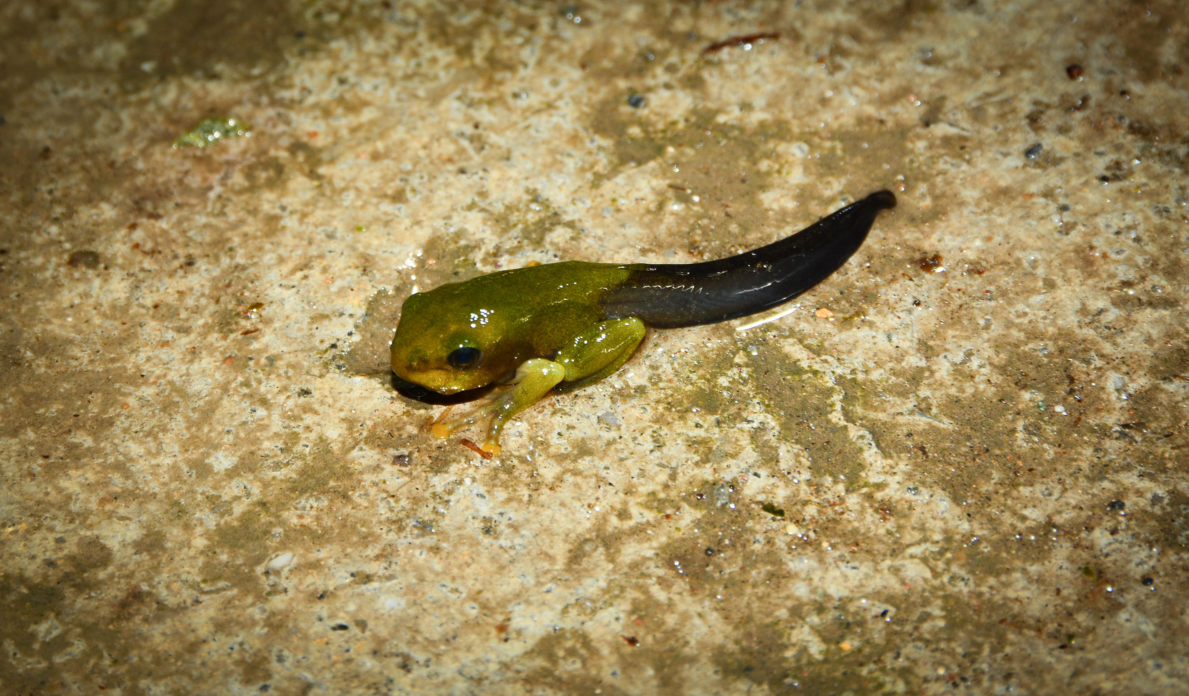 峨眉山两栖爬行动物纪行