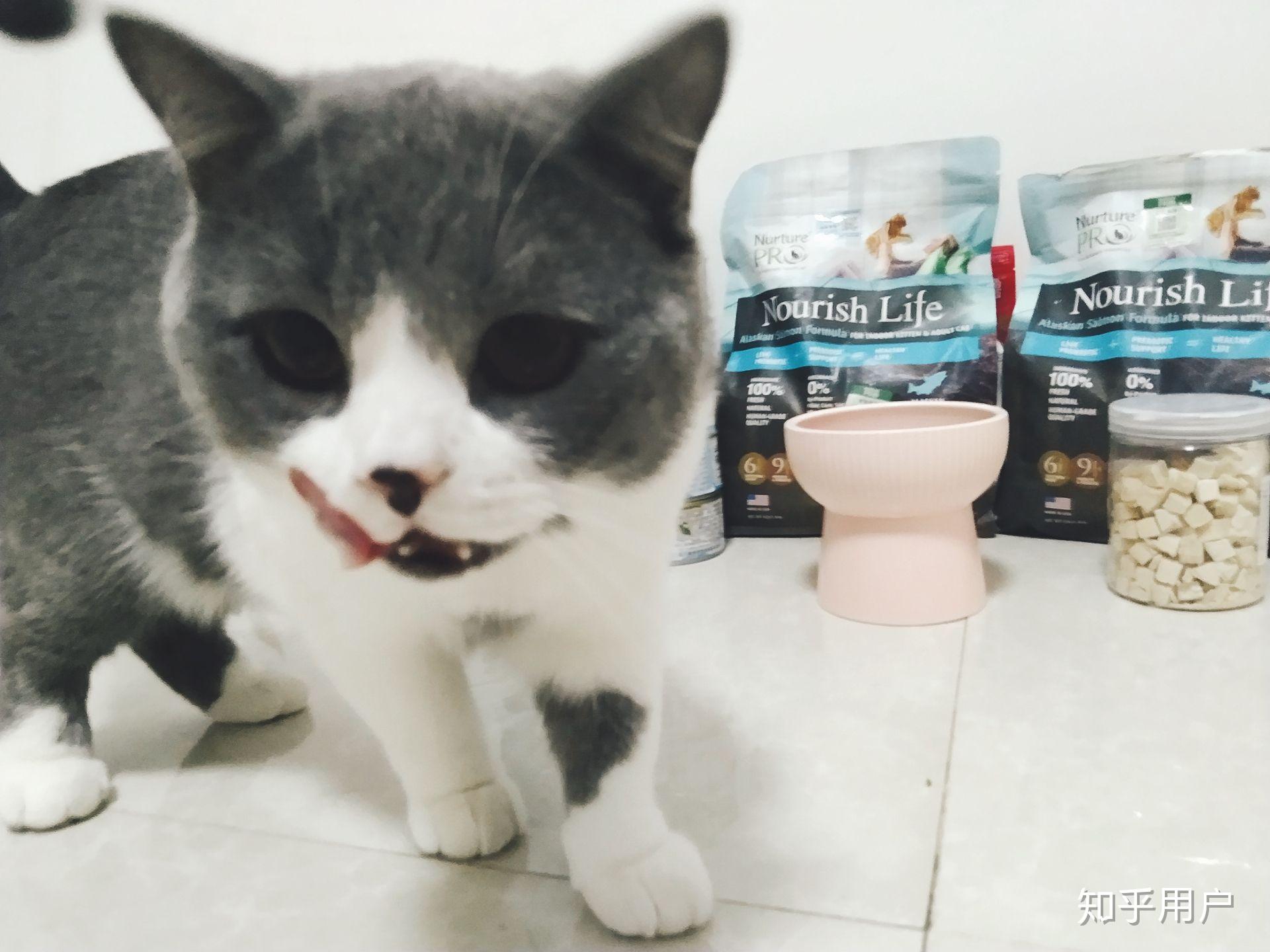 打雷猫应激 v2-e534e4b53ff6fbef5e7a803c0a8a3135_r.jpg