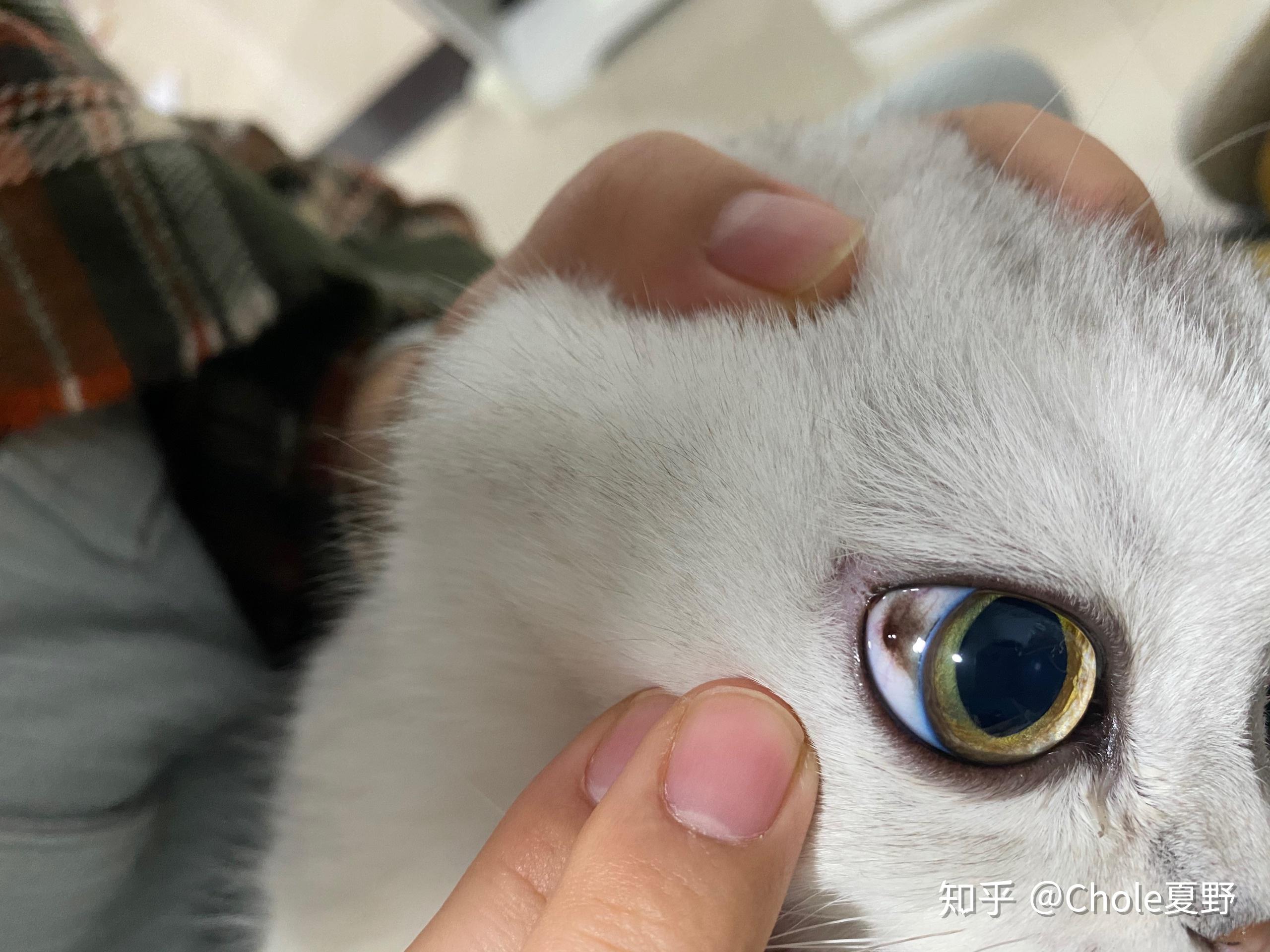 猫咪眼睛黑色素瘤图片