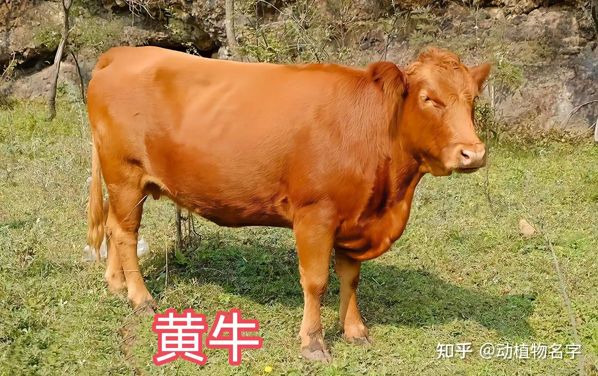 我国明确的33类禽畜是哪些,99图带你了解它们 - 知乎