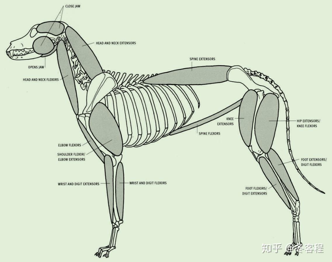 大型猫科动物狮子骨骼肌肉图-普画网