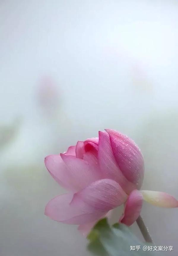 抖音最火短句(抖音很火的10句短句，简短又很唯美)