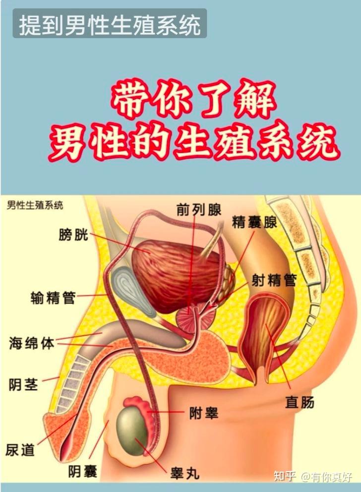 关于男性生殖系统 知乎 